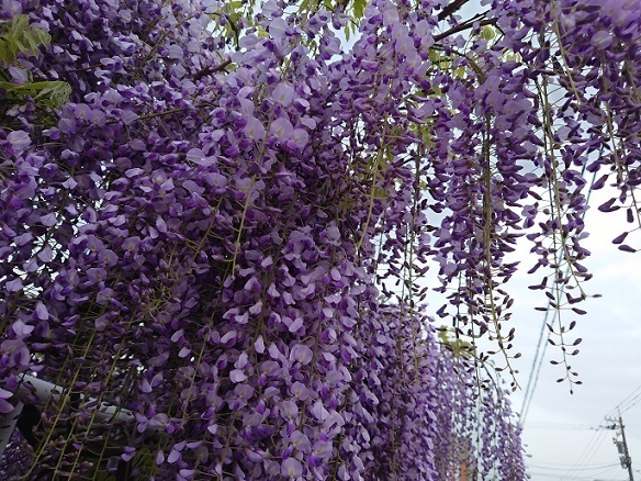 DSC_0072.JPG