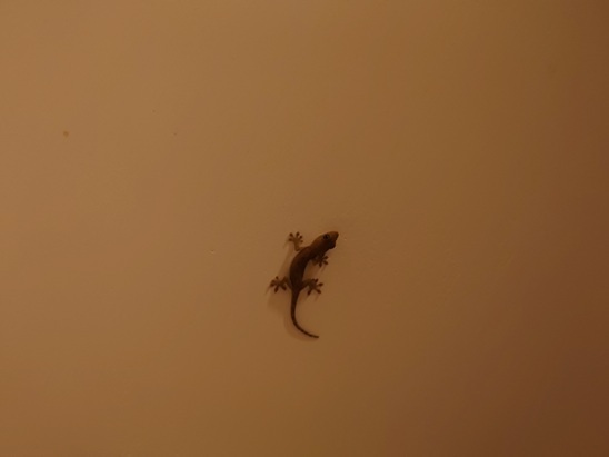 DSC_0177.JPG