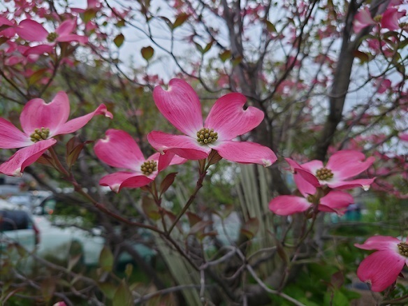 DSC_0179.JPG