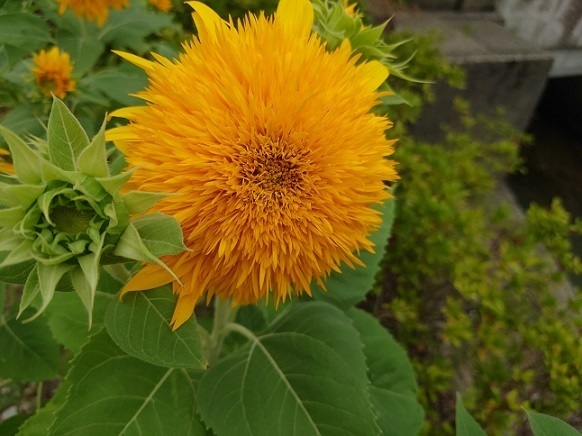 DSC_0293.JPG