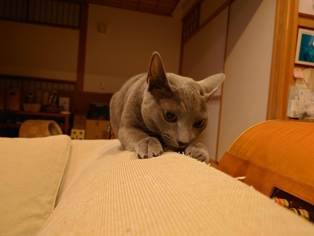 DSC_03411.JPG
