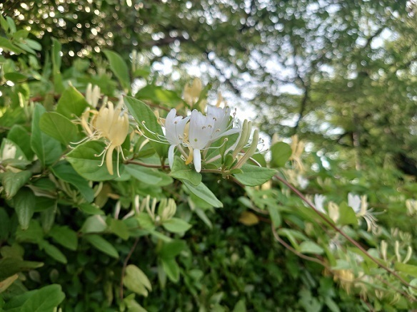 DSC_0444.JPG