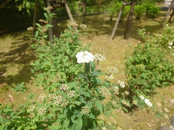 DSC_0448.JPG