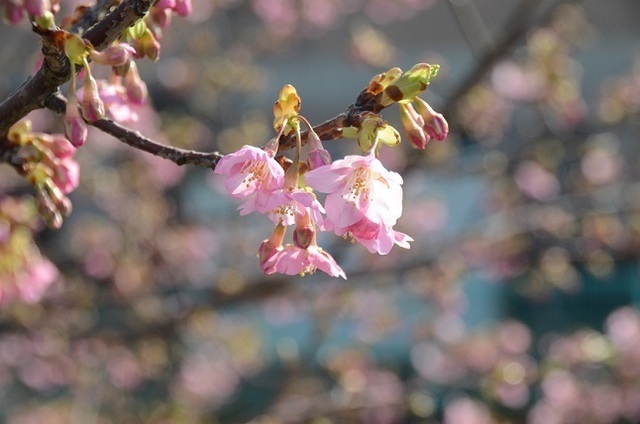 DSC_1139.JPG