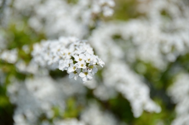 DSC_1270.JPG