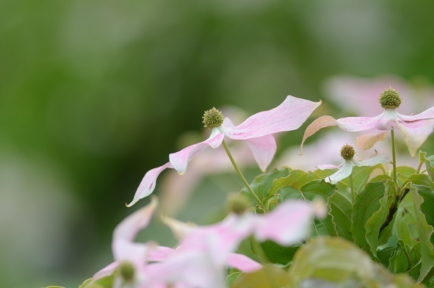 DSC_1502.JPG