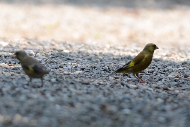 DSC_1516.JPG