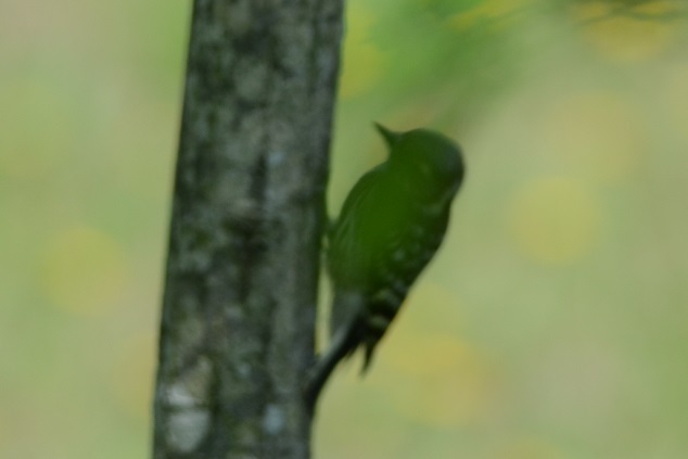 DSC_1519.JPG