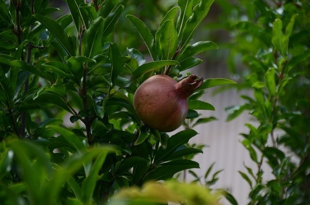 DSC_1808.JPG