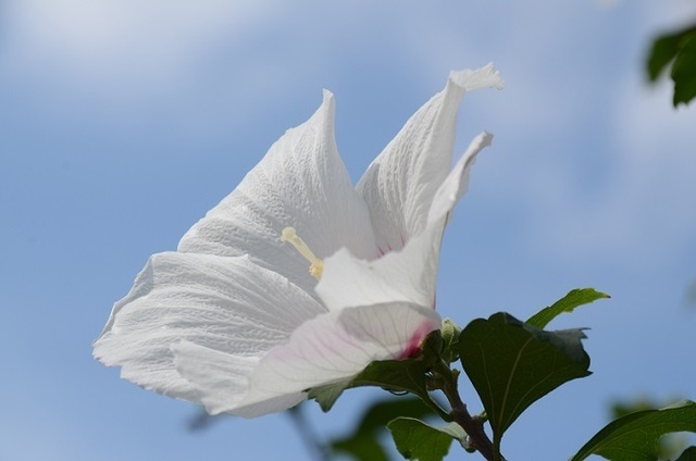 DSC_1809.JPG