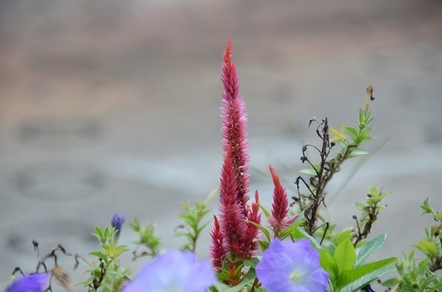 DSC_1810.JPG