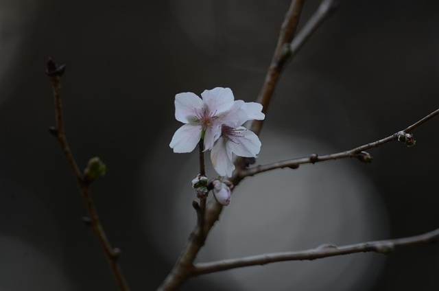 DSC_2229.JPG