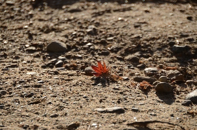 DSC_2288.JPG