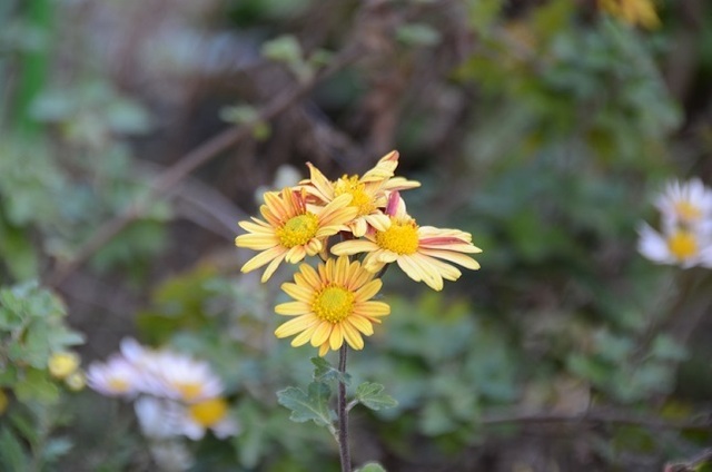 DSC_2294.JPG