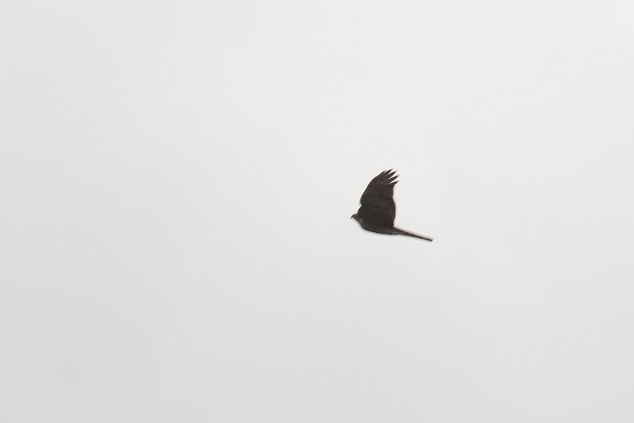 DSC_2322.JPG
