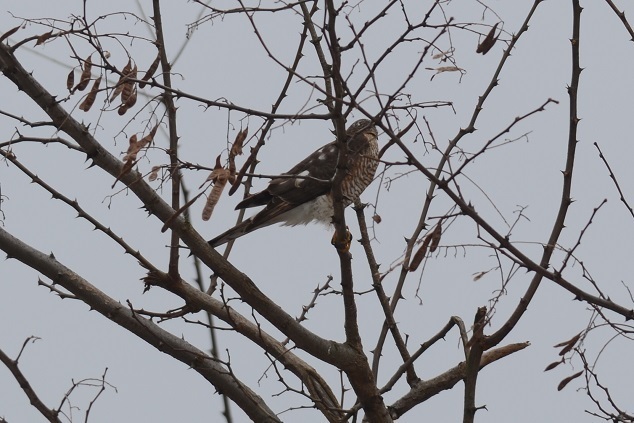 DSC_2325.JPG