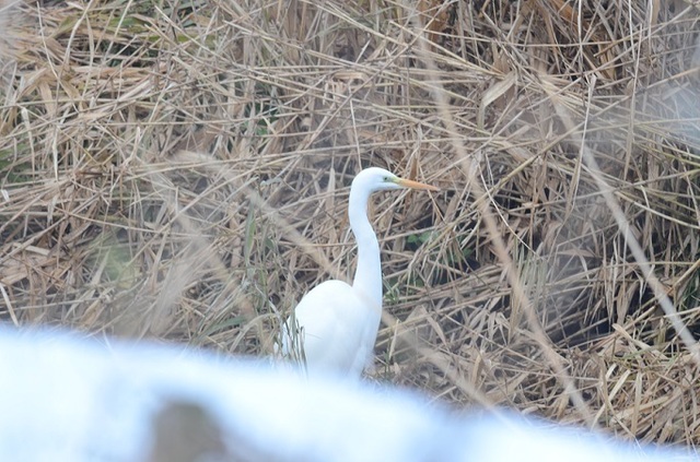 DSC_2327.JPG