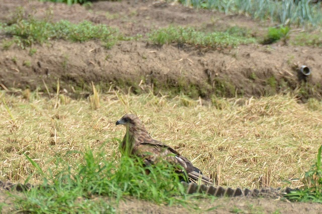 DSC_2334.JPG