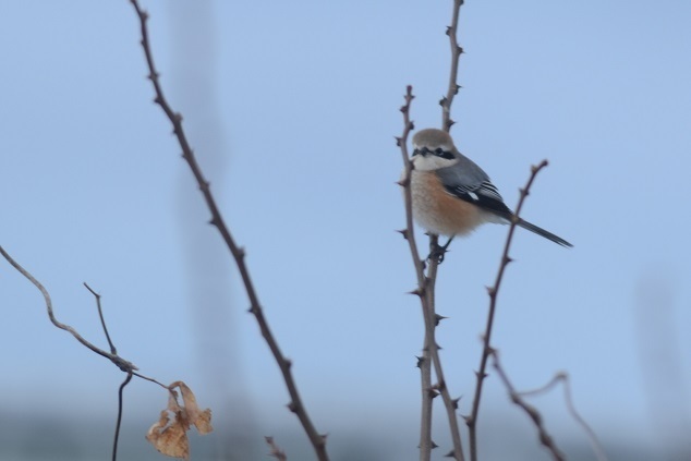 DSC_2336.JPG