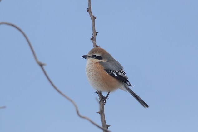 DSC_2337.JPG