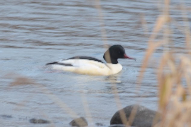 DSC_2339.JPG