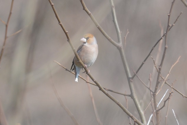 DSC_2875.JPG