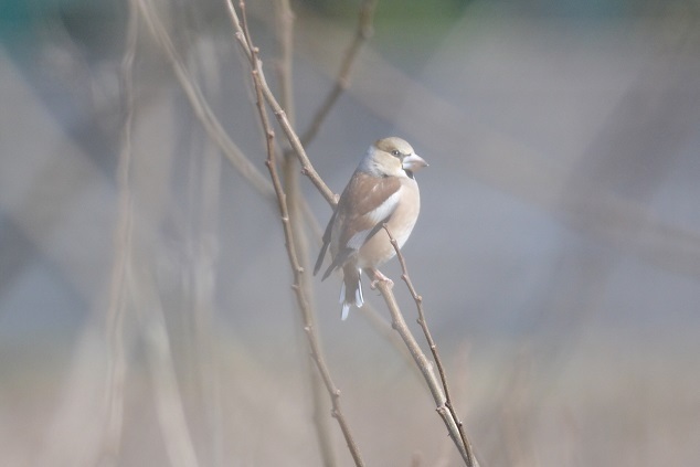 DSC_2876.JPG