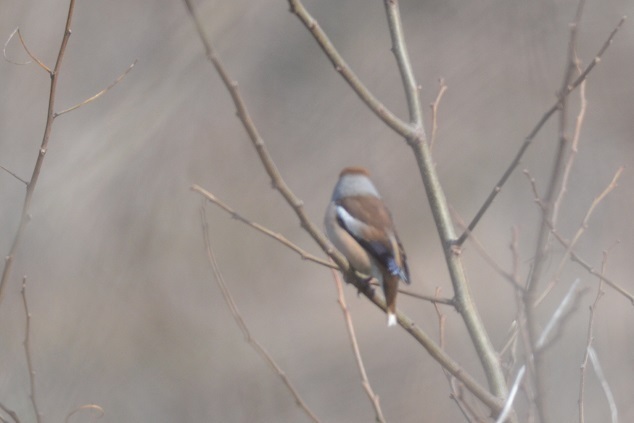 DSC_2877.JPG