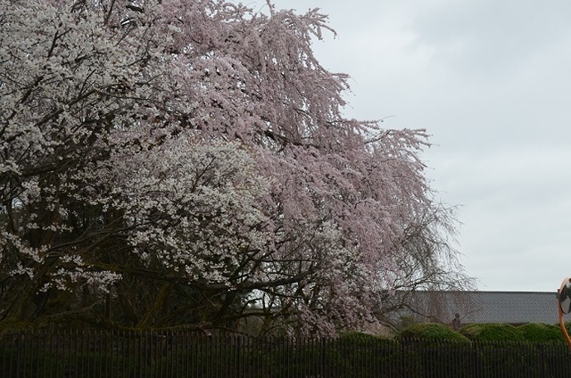 DSC_3046.JPG