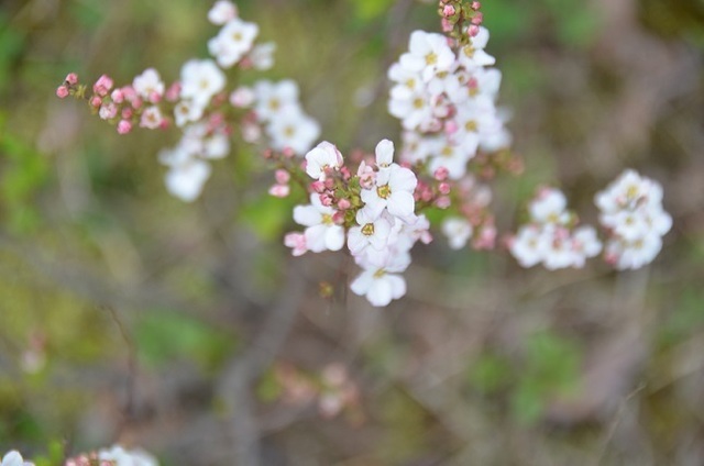 DSC_3048.JPG