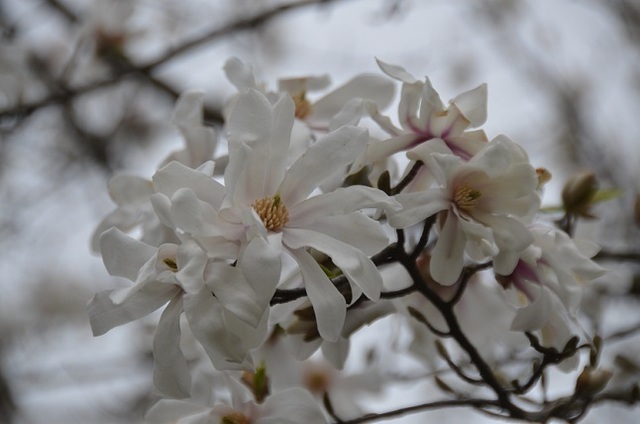 DSC_3053.JPG