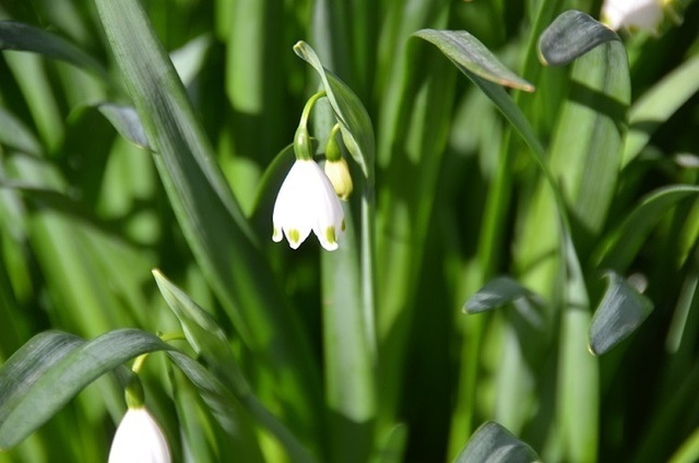 DSC_3066.JPG