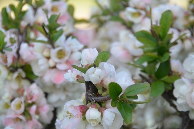 DSC_3068.JPG