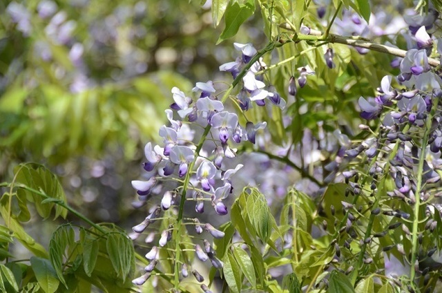 DSC_3194.JPG