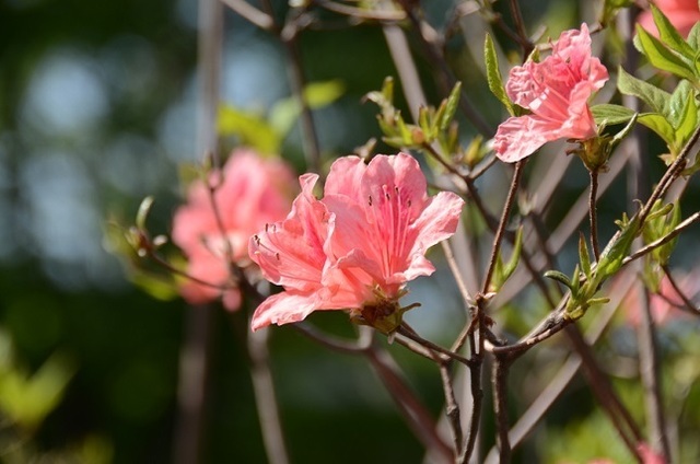 DSC_3203.JPG