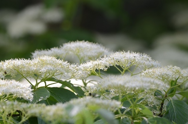 DSC_3205.JPG