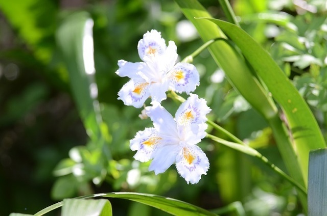 DSC_3206.JPG