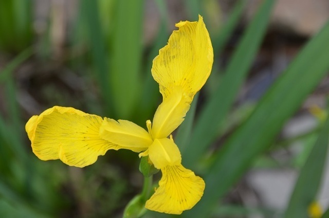 DSC_3271.JPG