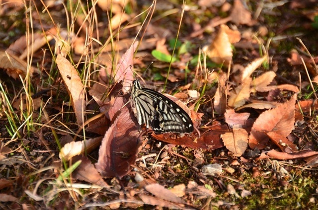 DSC_4119.JPG