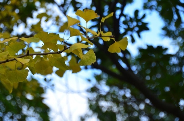 DSC_4120.JPG
