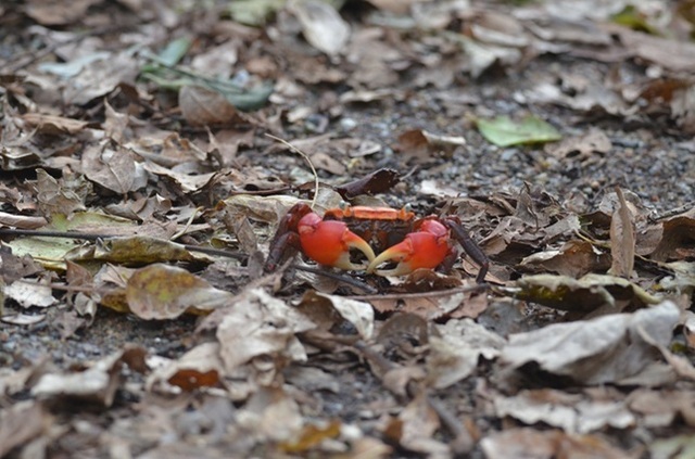 DSC_4141.JPG