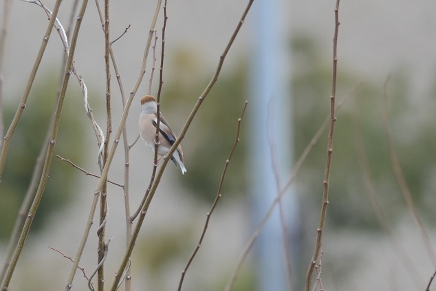 DSC_4380.JPG