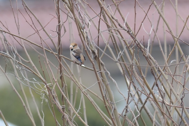 DSC_4382.JPG