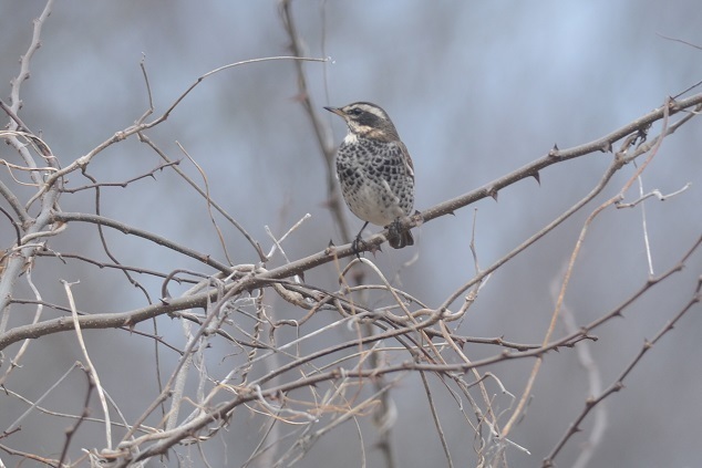 DSC_4388.JPG