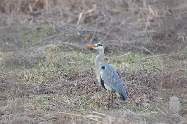 DSC_4398.JPG