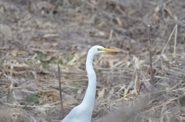 DSC_4399.JPG