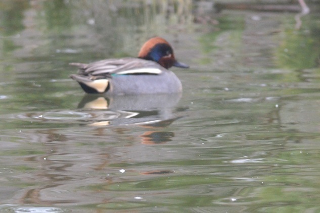 DSC_4413.JPG