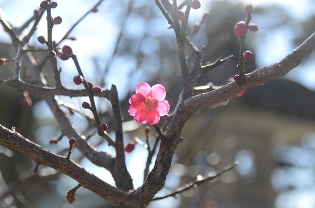 DSC_4485.JPG