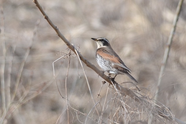 DSC_4627.JPG