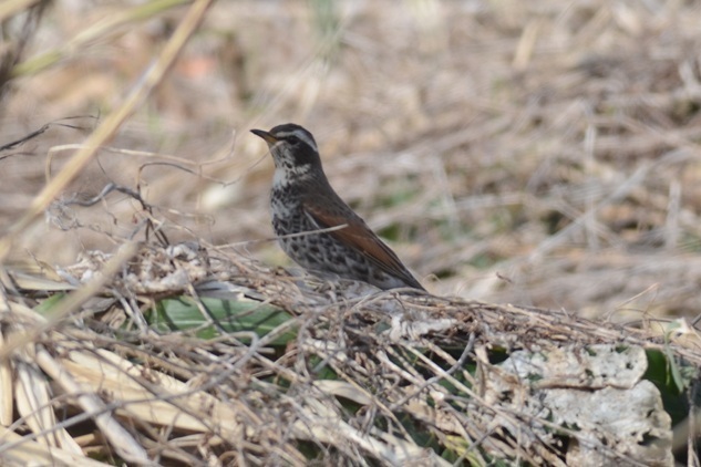 DSC_4628.JPG